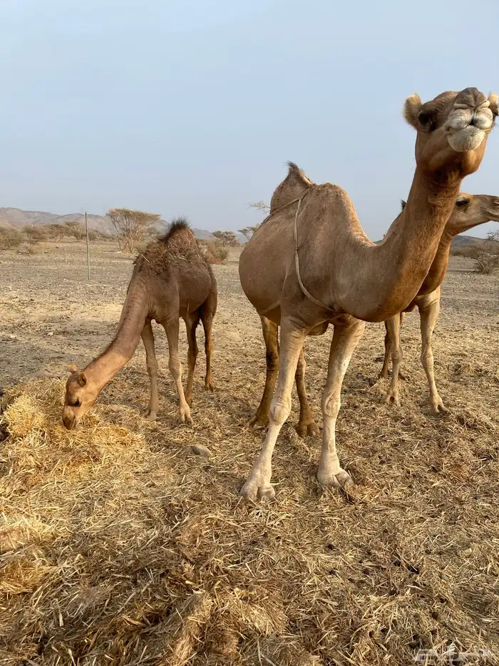 اربع نياق ومعها بكره النياق الله العالم انها لقح 3