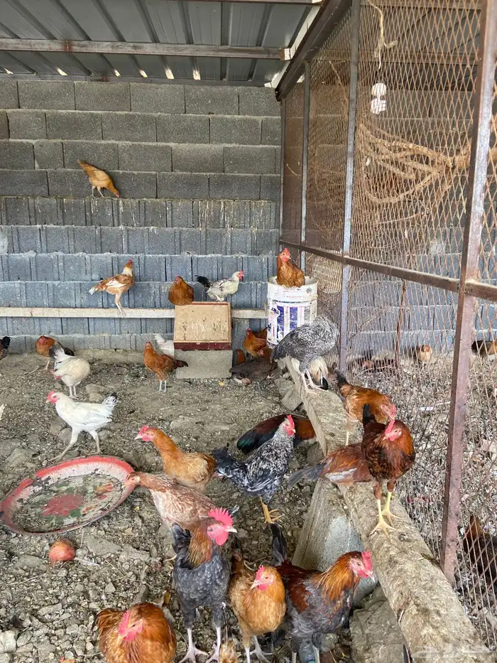 دجاج بلدي للبيع 5