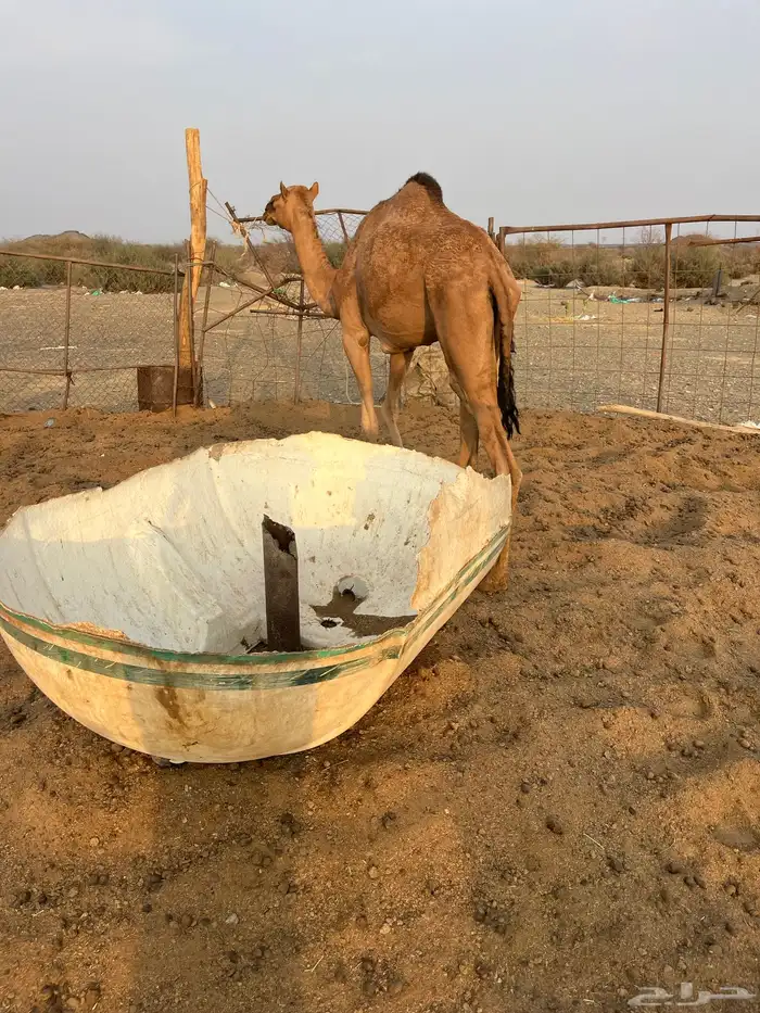 للبيع بكره لقيه 3