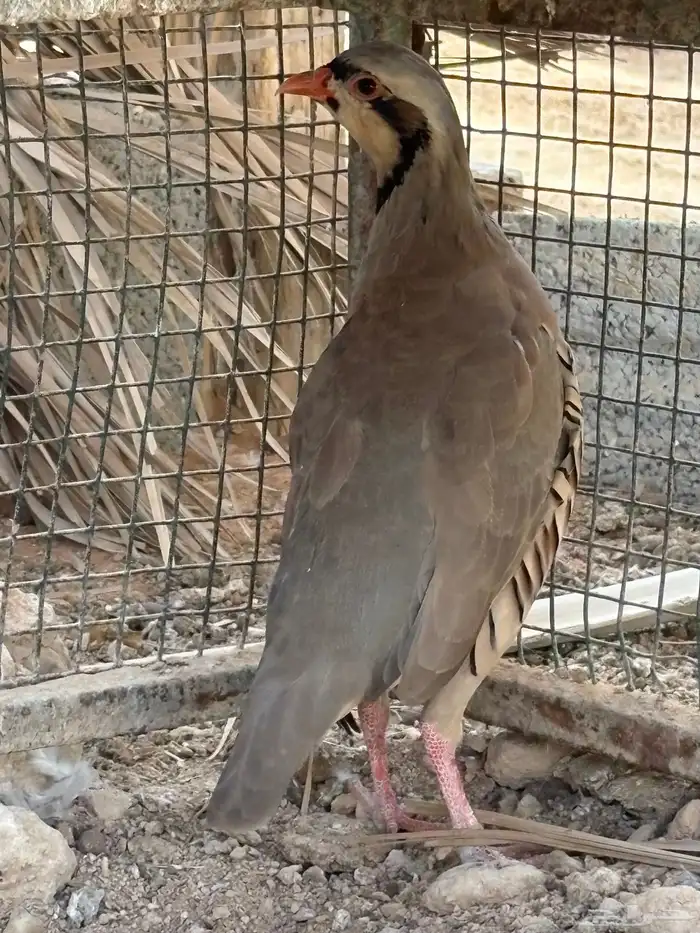 حجل بري 2