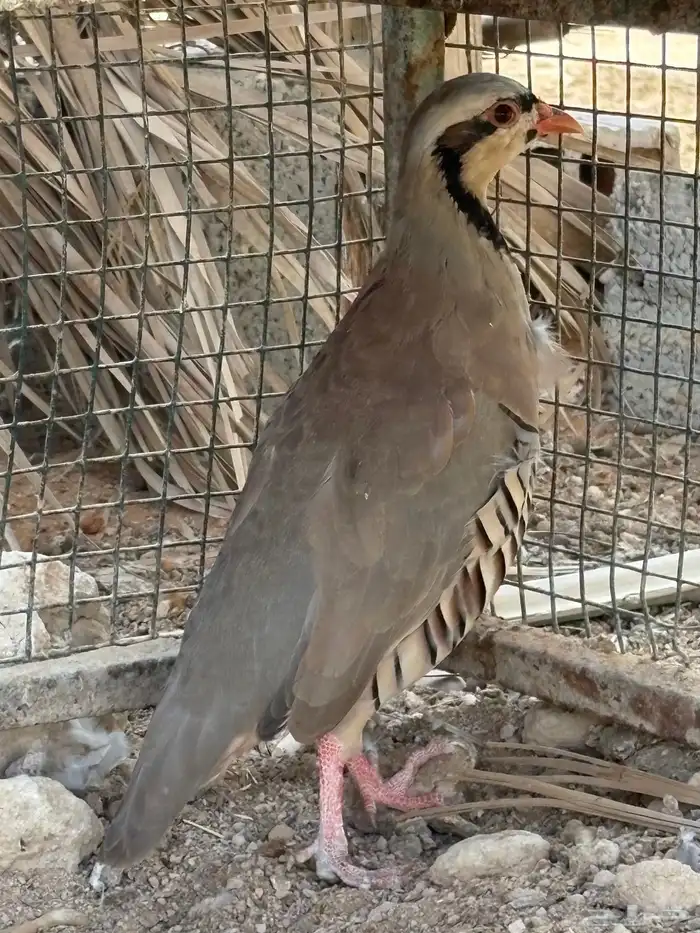 حجل بري 1