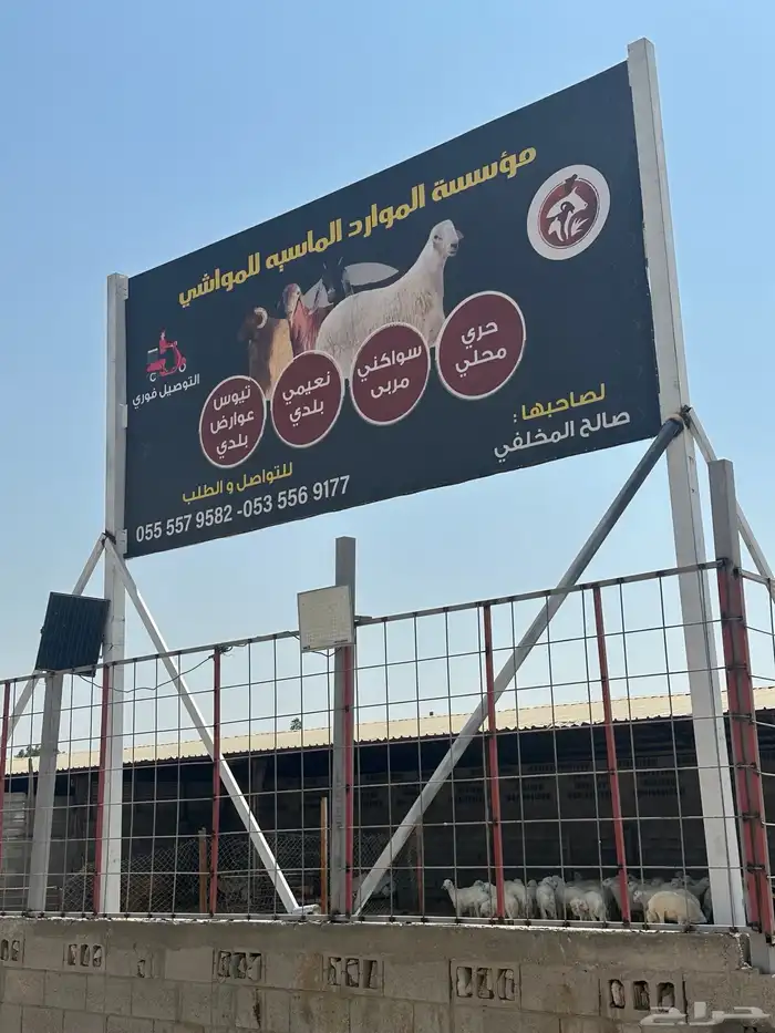 حري للبيع وتيوس عارضيه 0