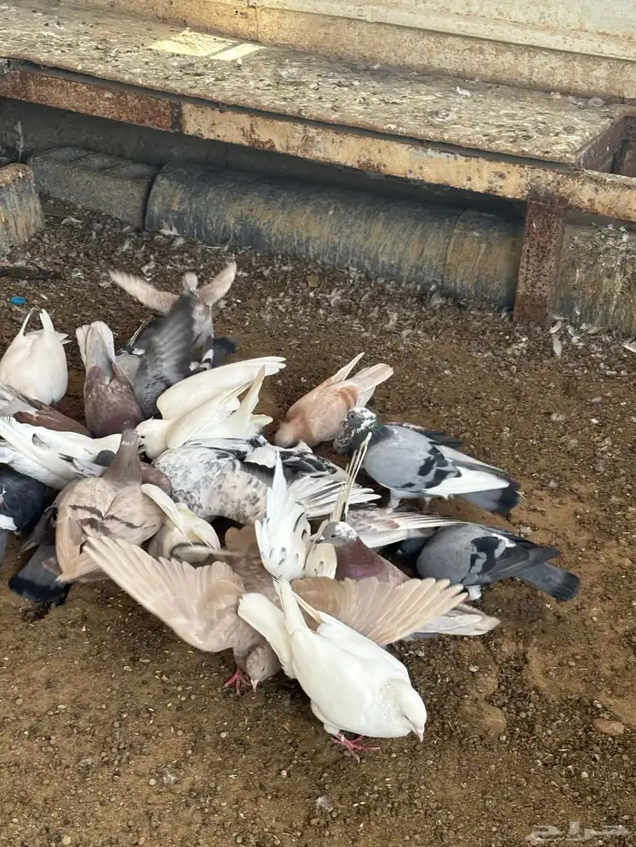 حمام منوع تغريبآ 26 طير 12