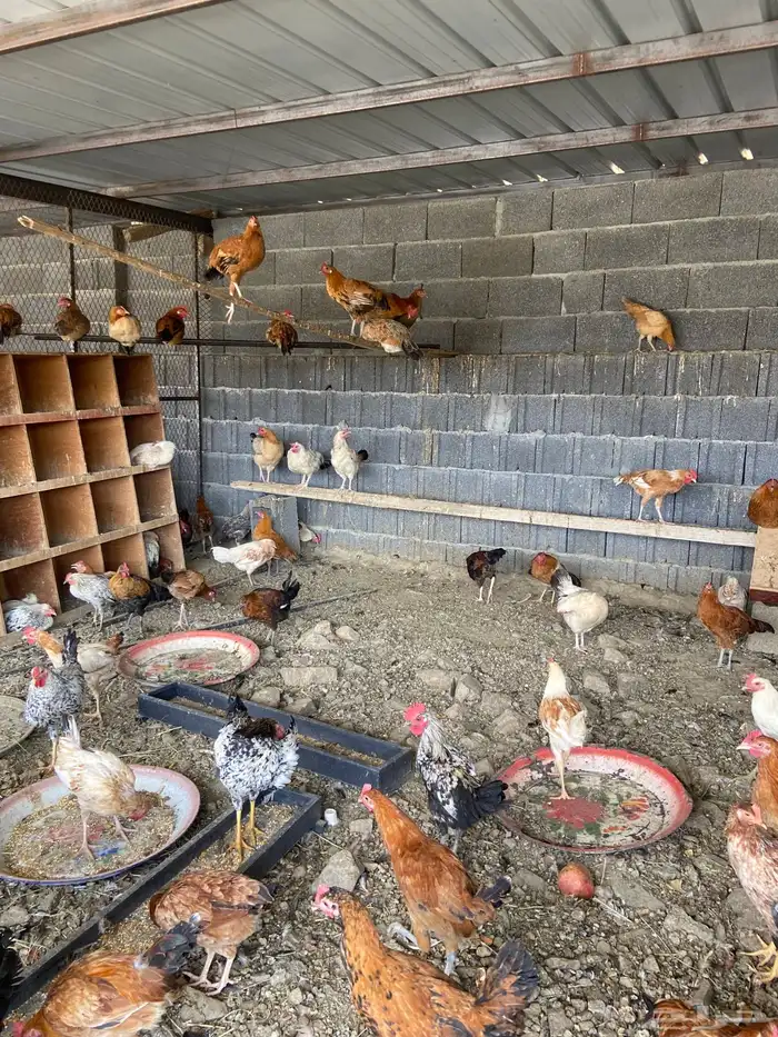 دجاج بلدي للبيع 4