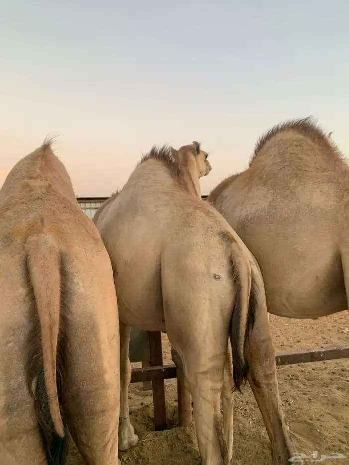 قعدان مرابي 5 شهور 2