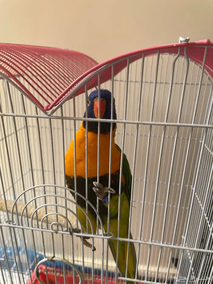 ببغاء لوري اليف 0