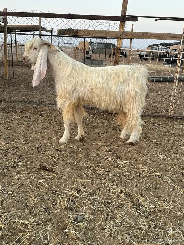 تيس فحل ابيض 0