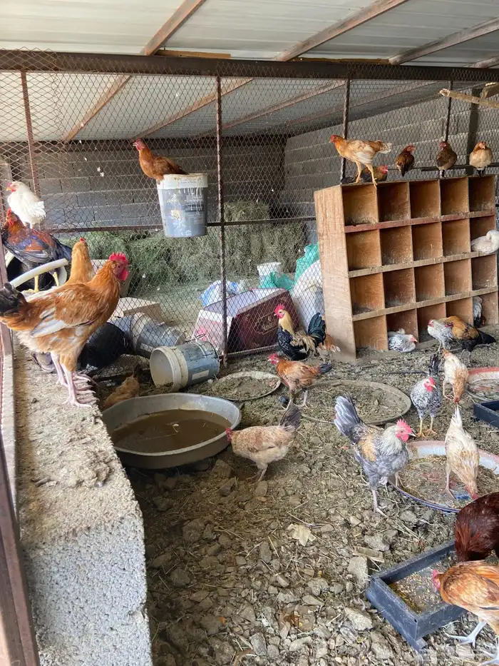 دجاج بلدي للبيع 1