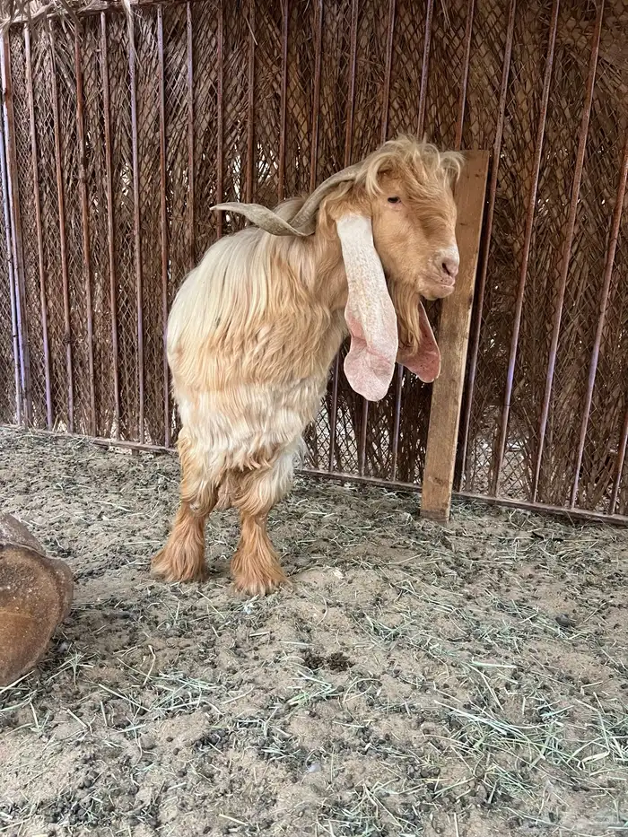 تيس عارضي من إنتاجه جفرات ثنتين 0