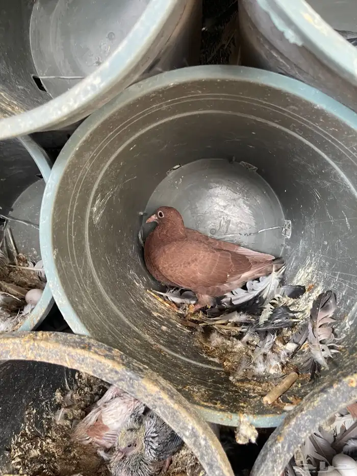 زغاليل حمام سلفر لاحم 1