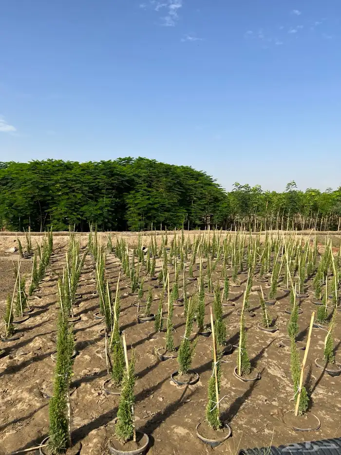 توريد جميع شتلات الظل والزينة نيم لبخ اكاسيا بونسيانا 12