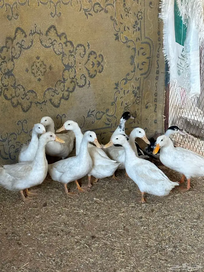 بط بكيني 0