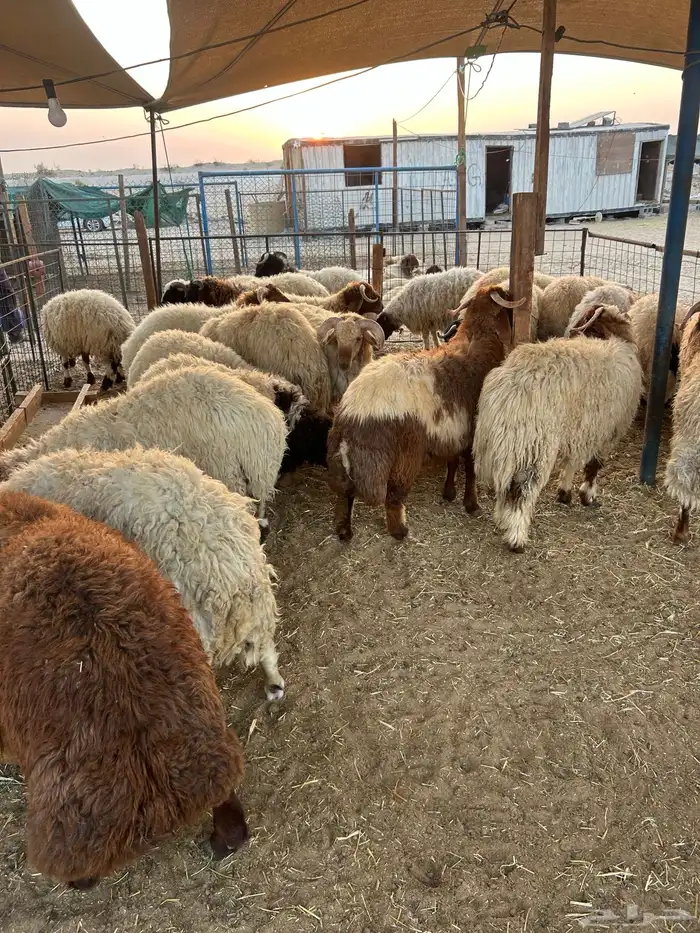 نعيم جبر ووسط وهرافي وحريات وتيوس 5