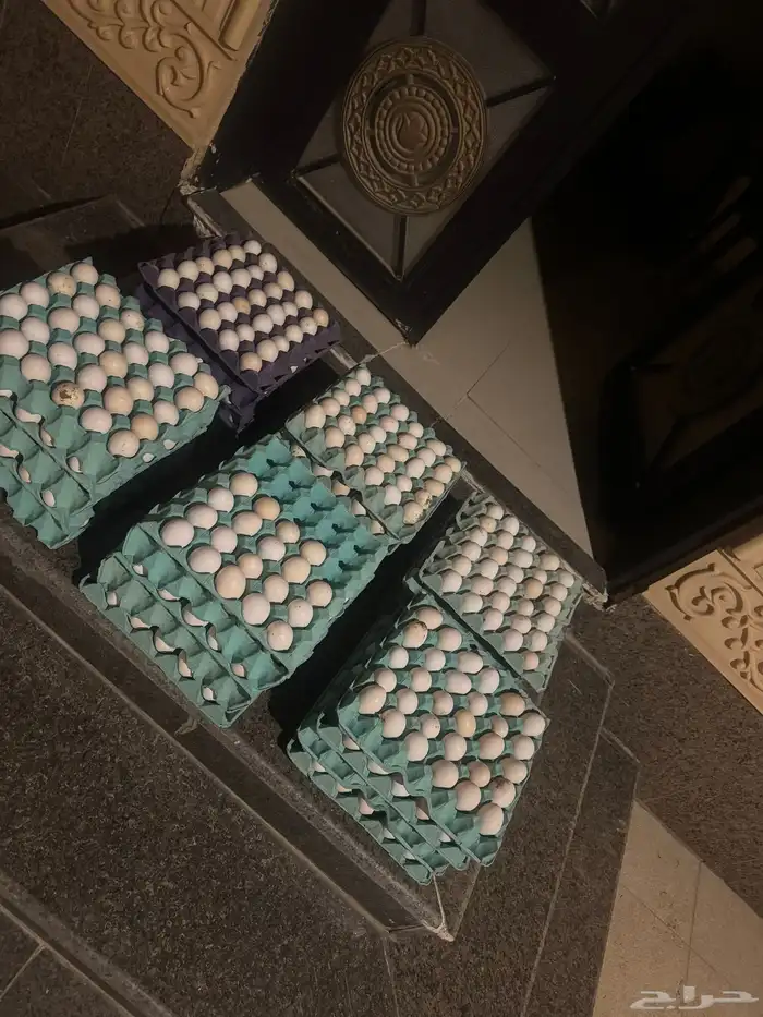 بيض مخصب فيومي للفقاسات 1