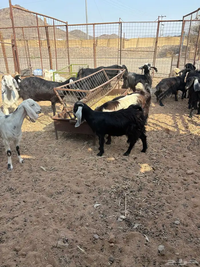 معزا 1