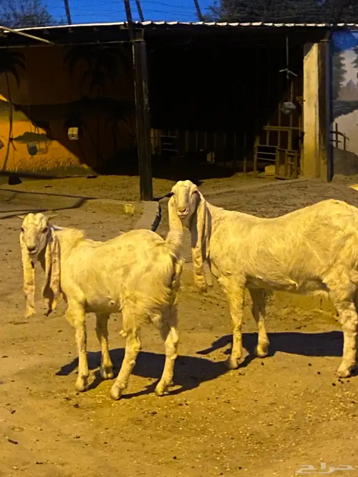 زوج ماعز هولندي مهجن 7سلالات نادر 3