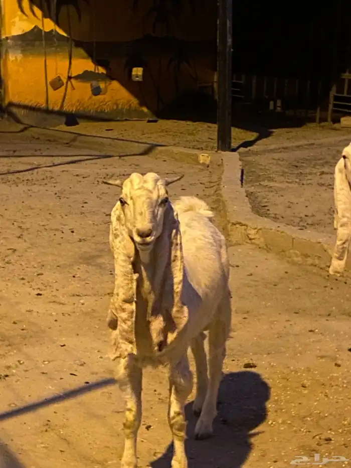 زوج ماعز هولندي مهجن 7سلالات نادر 2