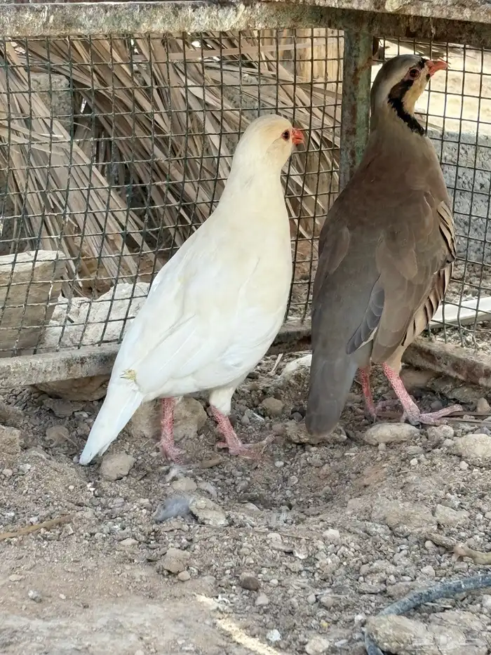 حجل بري 4