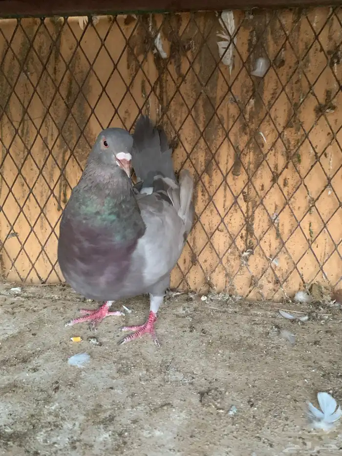 ذكر سلفر جرم طيب منتج 2