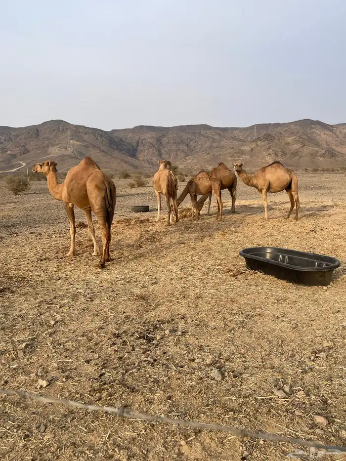 اربع نياق ومعها بكره النياق الله العالم انها لقح 0