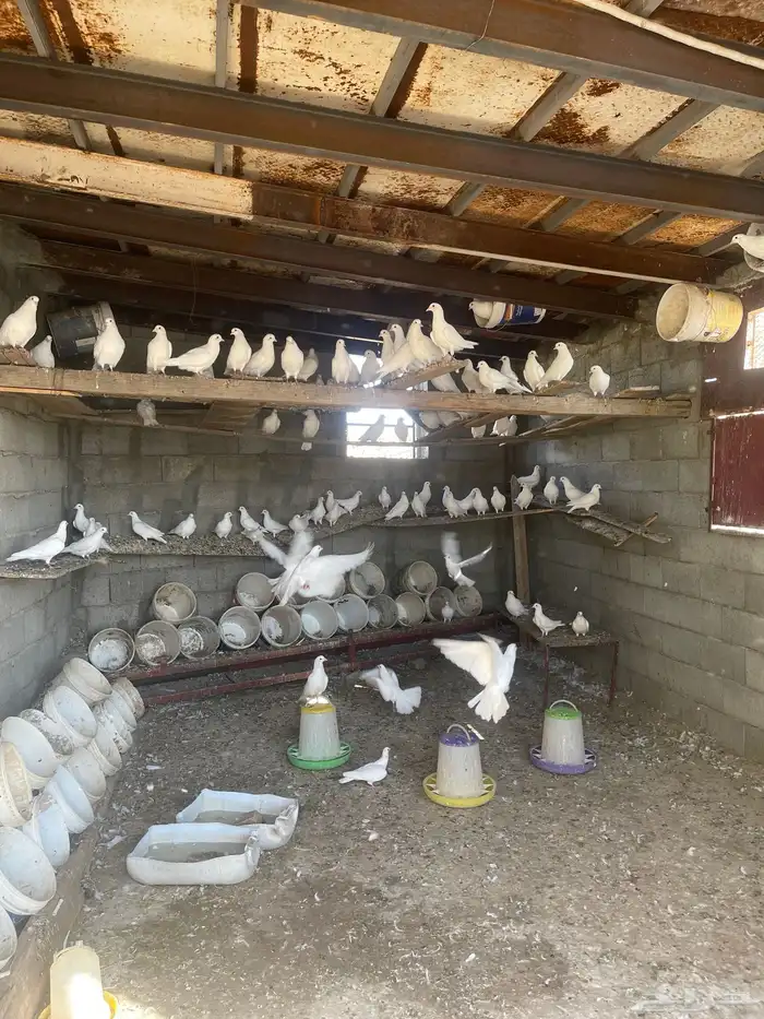 حمام فرنسي للبيع العدد ممكن 40 جوز او 50 جوز 1