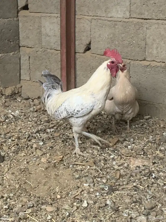 ديكه فيومي كفو كبار 2