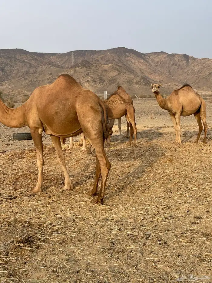 اربع نياق ومعها بكره النياق الله العالم انها لقح 5