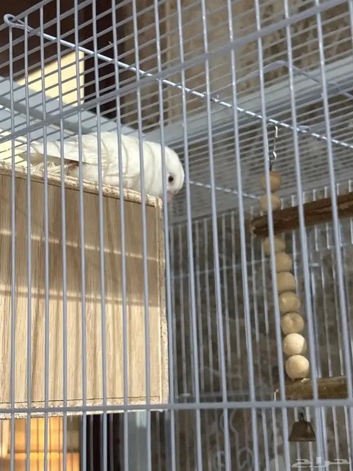 زور جوز ابيض 0