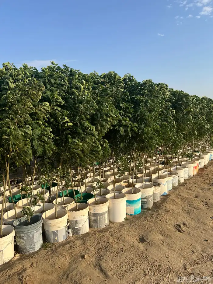 مشتل مؤسسة ميم للتشجير والزراعة جملة نيم نارجيل اشجار ظل 6