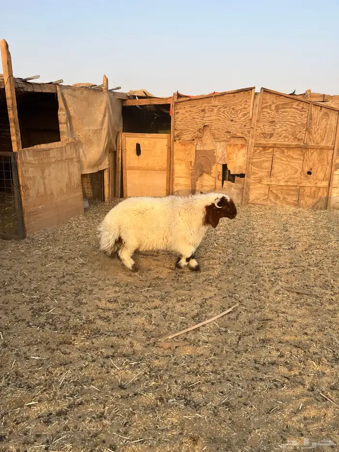 خروف 5 شهور تممم البييع 0