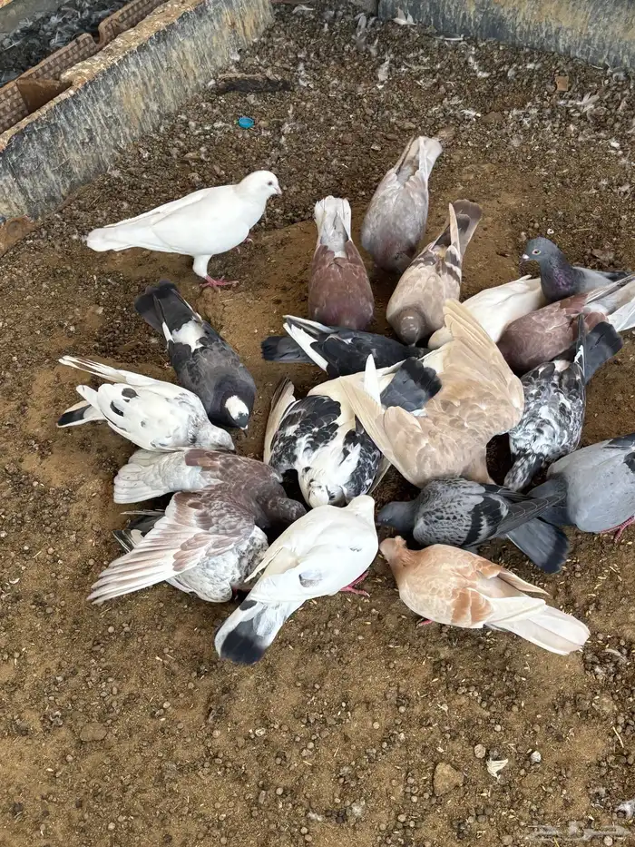 حمام منوع تغريبآ 26 طير 1