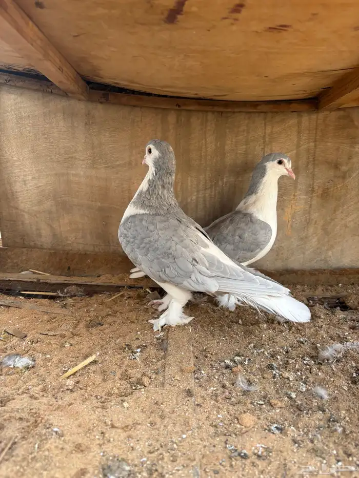 للبيع حمام جوز 2