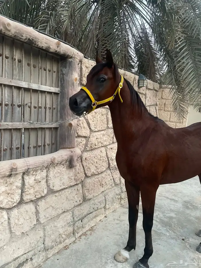 حصان واهو ولد كنز البداير 1