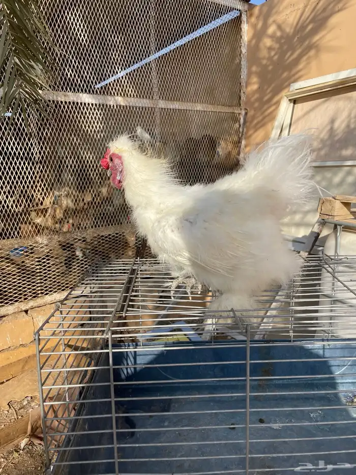 ديكين قطني 2