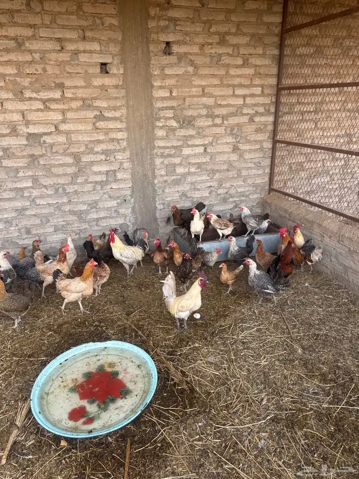 دجاج بلدي وفيومي 4