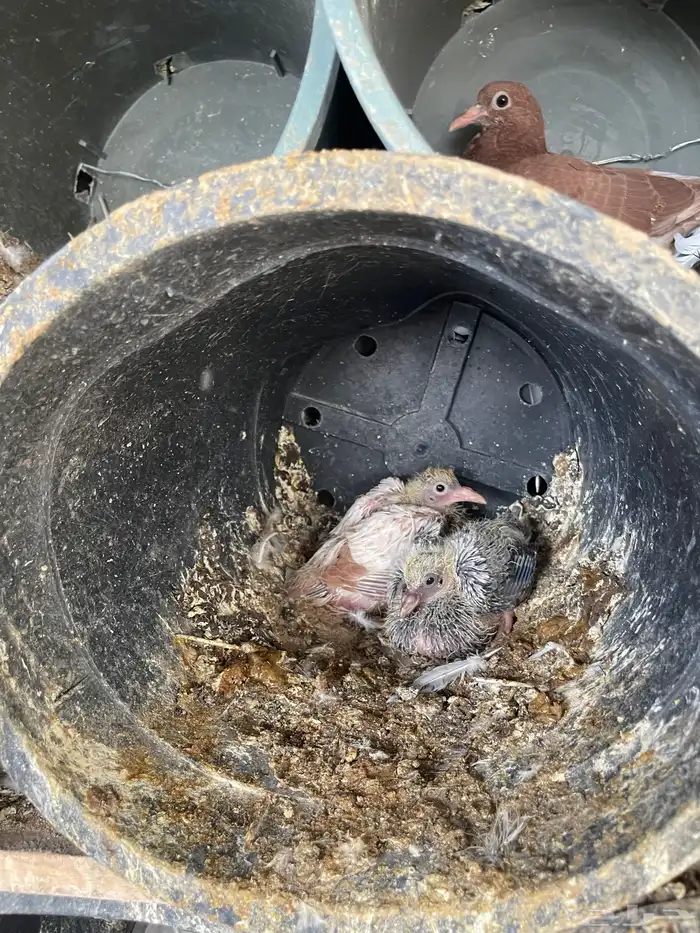 زغاليل حمام سلفر لاحم 0