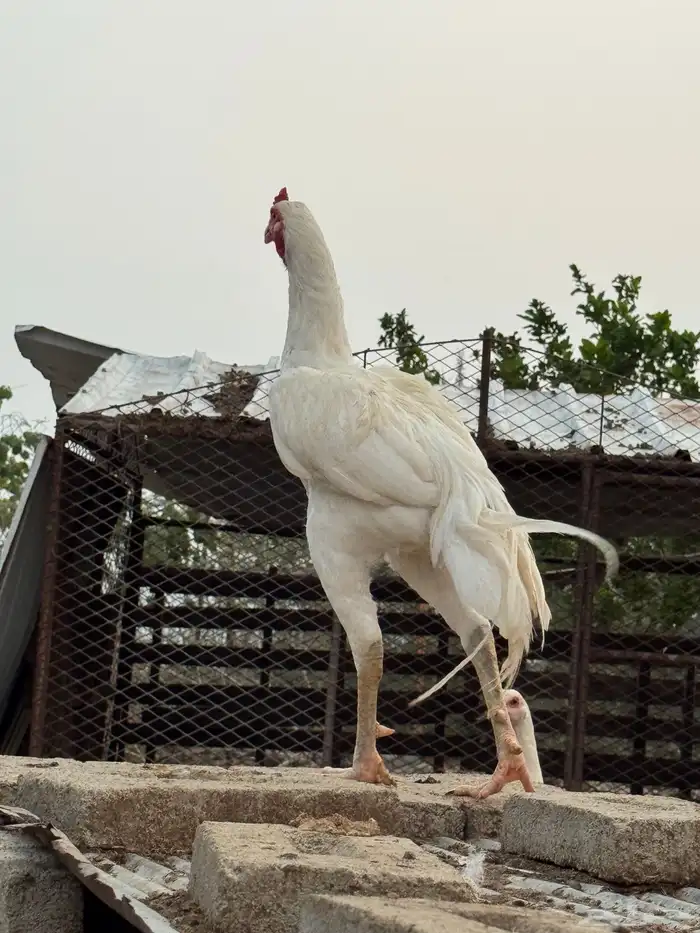 ديك سندي بيور 1