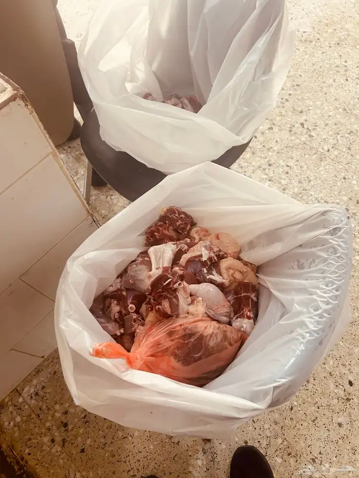 طليان 7
