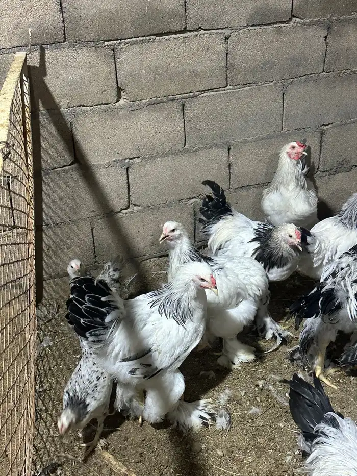 دجاج براهما 5