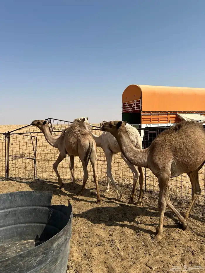 للبيع 6 قعدان اعمارهن من 6 شهور إلى 9 شهور سليمان شرط 3