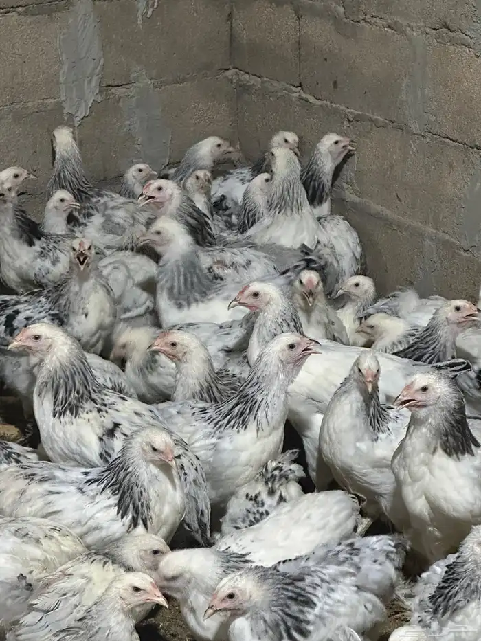 دجاج براهما 0