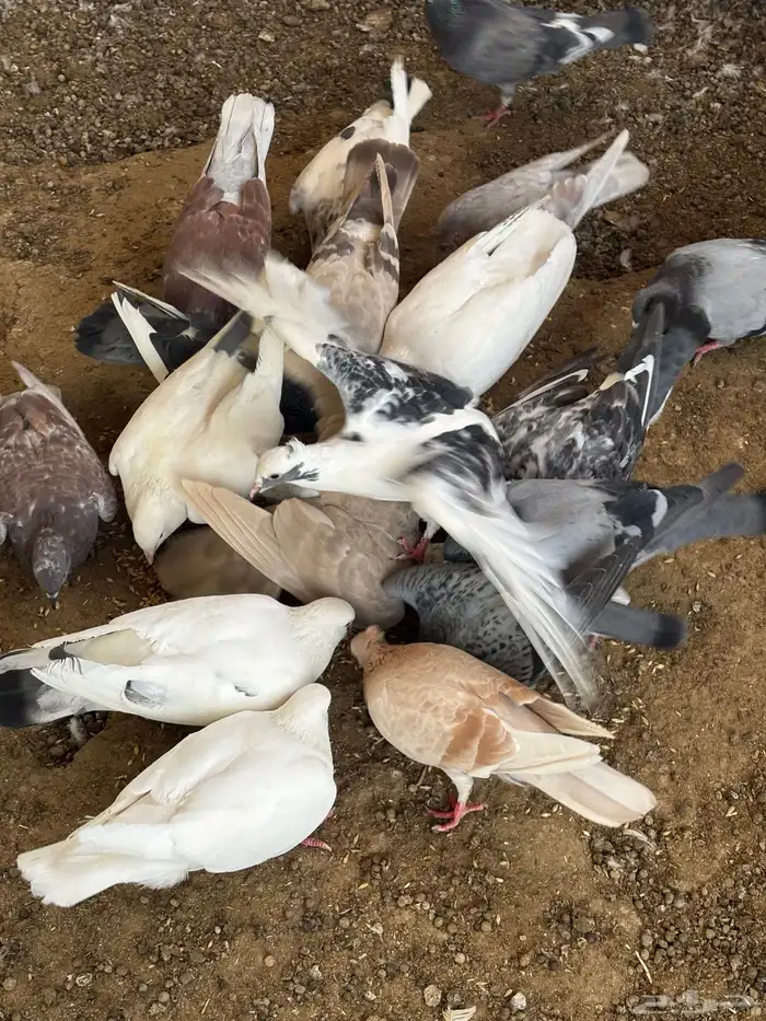 حمام منوع تغريبآ 26 طير 5