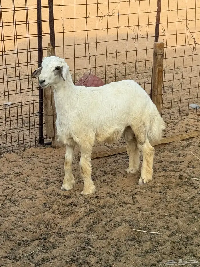 هرفي لباني زبدة 1
