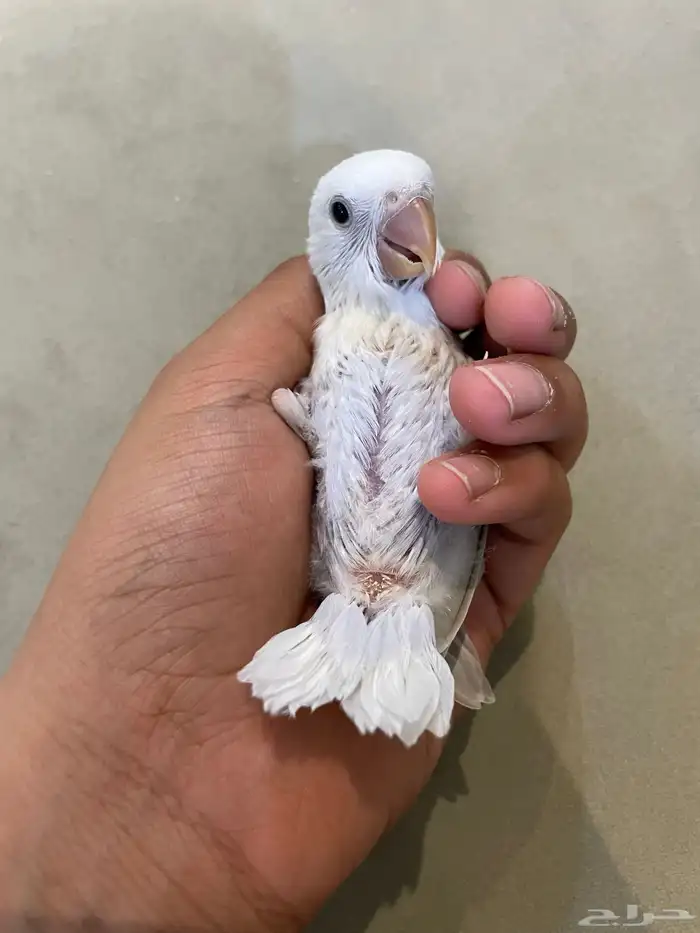 فرخ روز (تم البيع ) 1