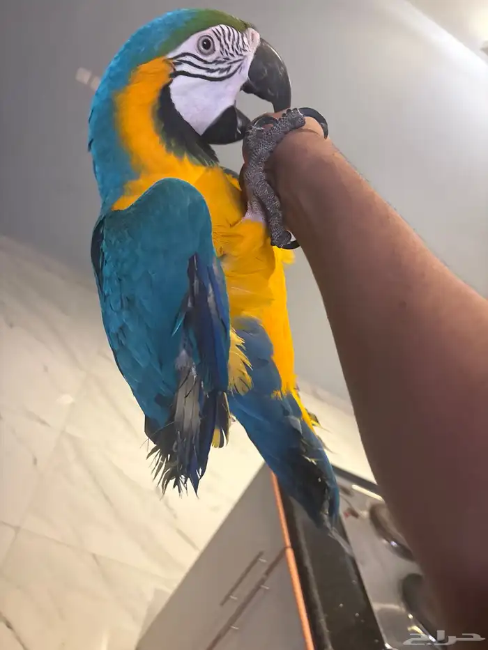 مكاو بلو اند قولد قمه في الوالافه ومتكلم في الوجه مليان كلا 3