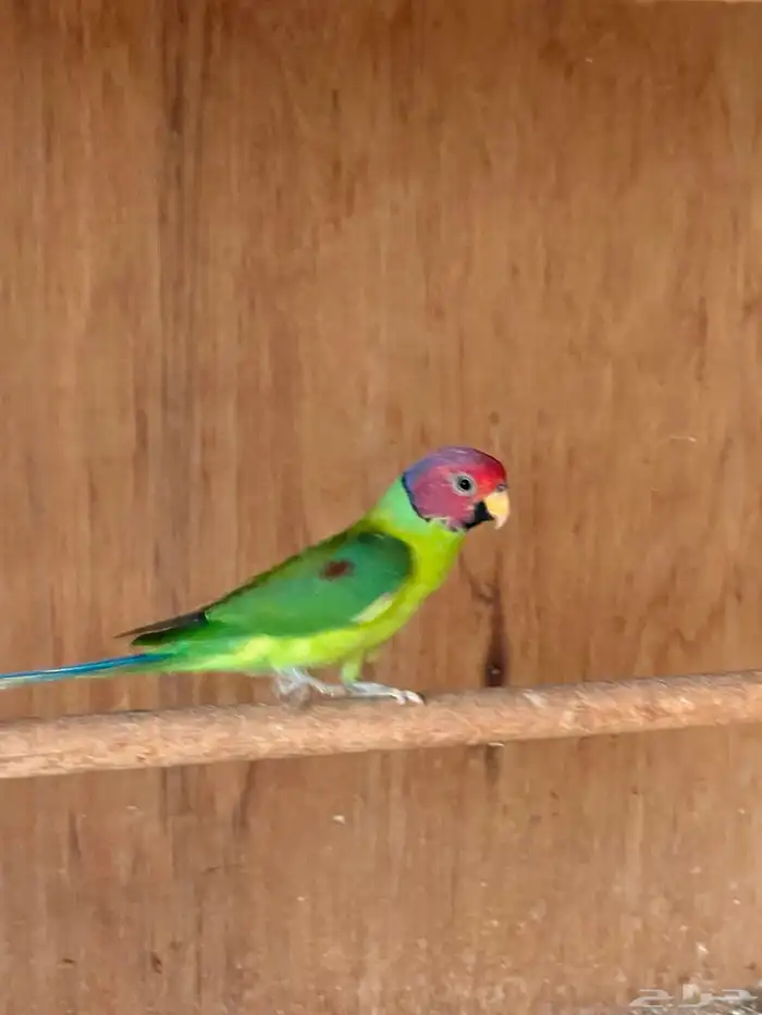 ببغاء بالم هد 0