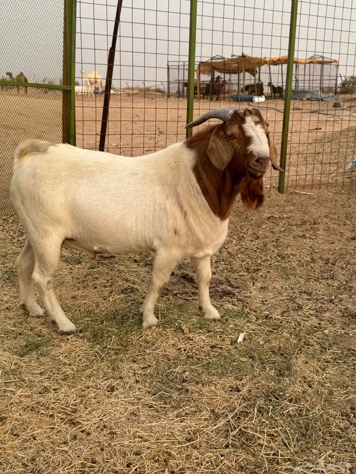 بورقوت دم صافي العمر ثني مشروط صحه وسلامه 2