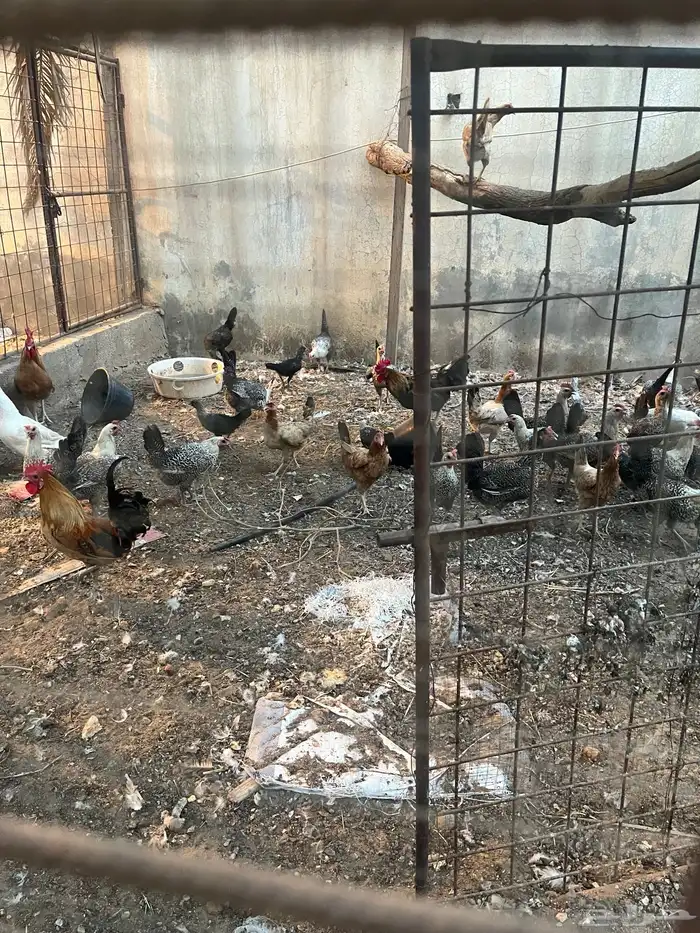 دجاج 0