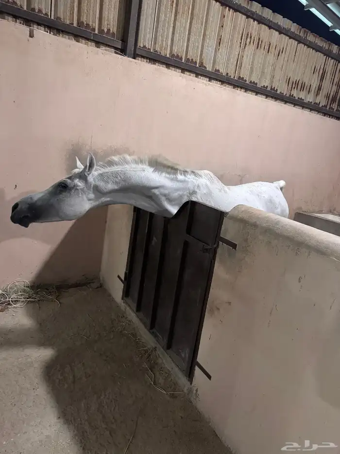 فرس شعبية ومهره شعبيه للبيع 2
