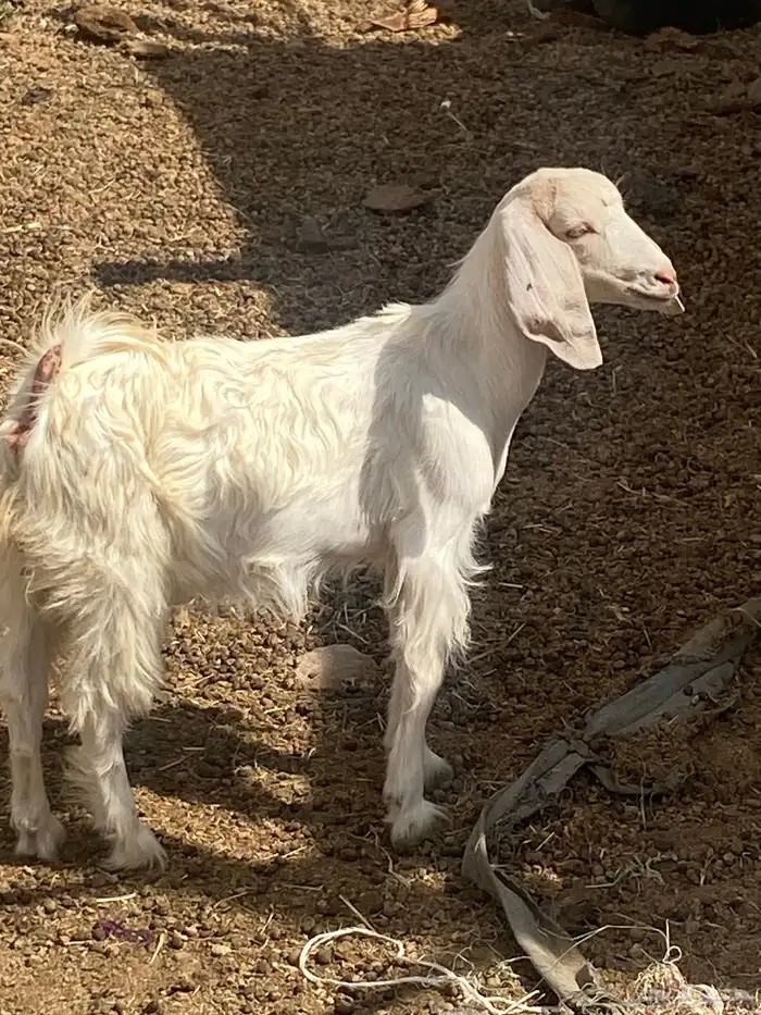 عناق صغيره صحتها شرط 2